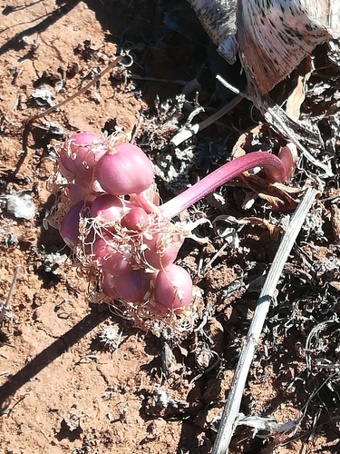 Haemanthus barkerae
