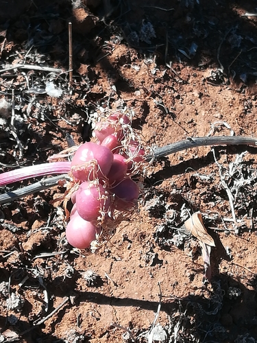 Haemanthus barkerae