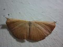 Decetia subobscurata