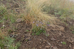 Lobelia preslii
