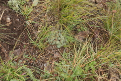 Psammotropha mucronata mucronata