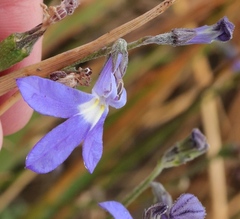 Lobelia preslii