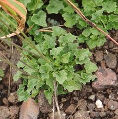 Lobelia preslii