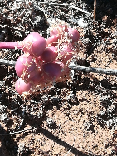 Image of Haemanthus barkerae by (c) Noeleen du Toit, some rights reserved (CC BY-SA)