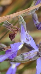Lobelia preslii