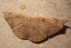 Decetia subobscurata