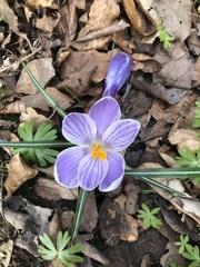 Crocus vernus