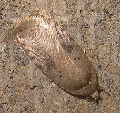 Agonopterix canadensis