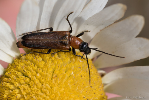 Lepture rouillée