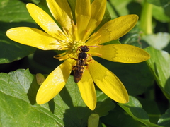 Nomada lathburiana