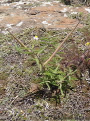 Brachystelma circinatum