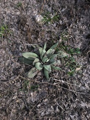 Verbascum songaricum