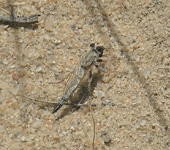 Apoclea