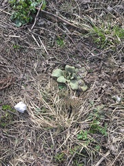 Verbascum songaricum