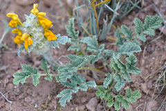 Phlomoides speciosa