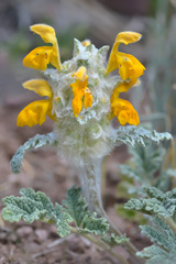 Phlomoides speciosa