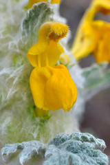 Phlomoides speciosa
