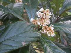 Eriobotrya japonica
