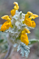Phlomoides speciosa