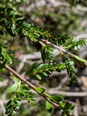 Thryptomene calycina