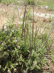 Brachystelma circinatum