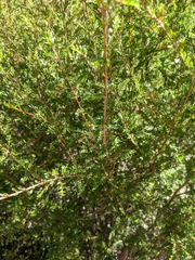 Thryptomene calycina
