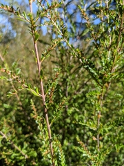 Thryptomene calycina
