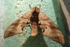 Marumba dyras