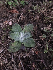 Salvia aethiopis
