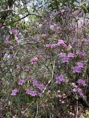 Rhododendron breviperulatum