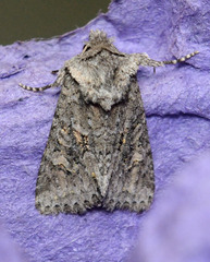 Lacinipolia cuneata