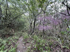 Rhododendron breviperulatum