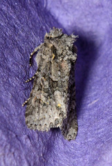 Lacinipolia cuneata