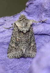 Lacinipolia cuneata
