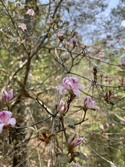 Rhododendron breviperulatum