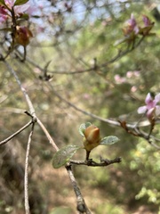 Rhododendron breviperulatum