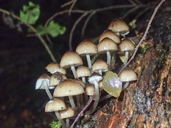 Mycena mulawaestris