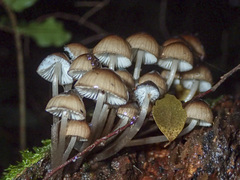 Mycena mulawaestris