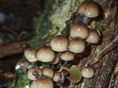 Mycena mulawaestris