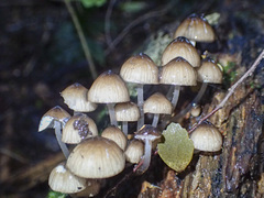 Mycena mulawaestris