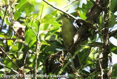 Xanthomixis zosterops zosterops