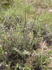 Brachystelma circinatum