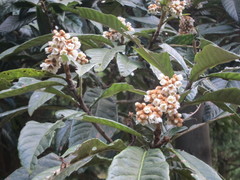 Eriobotrya japonica