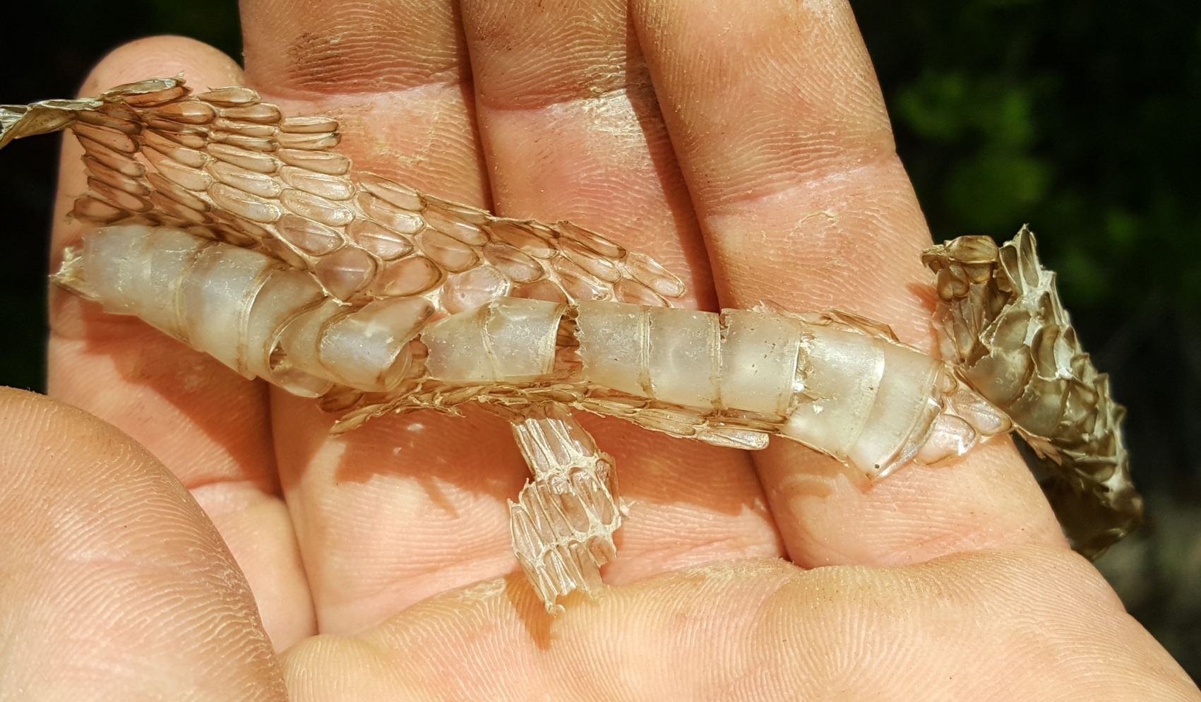 Species image