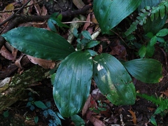 Acanthophippium striatum
