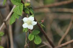 Rubus hirsutus