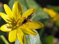 Nomada lathburiana