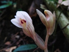 Acanthophippium striatum