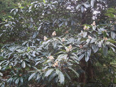 Eriobotrya japonica