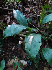 Acanthophippium striatum